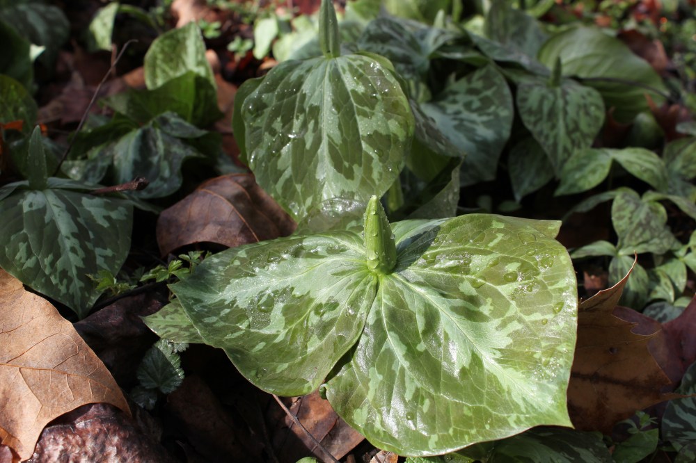 yellow trillium in early spring