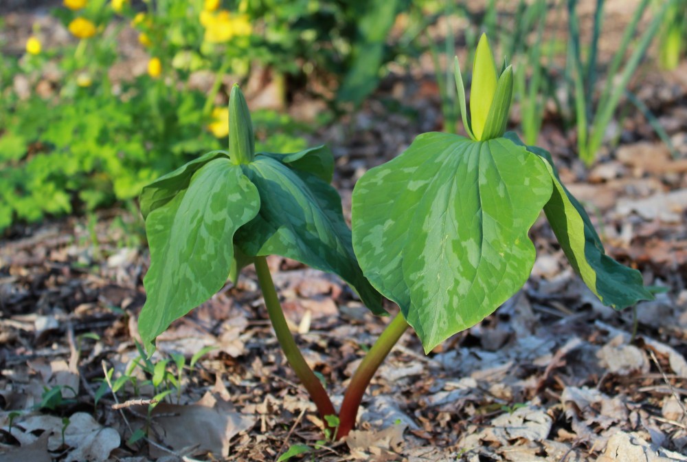 trillium flowers about to open