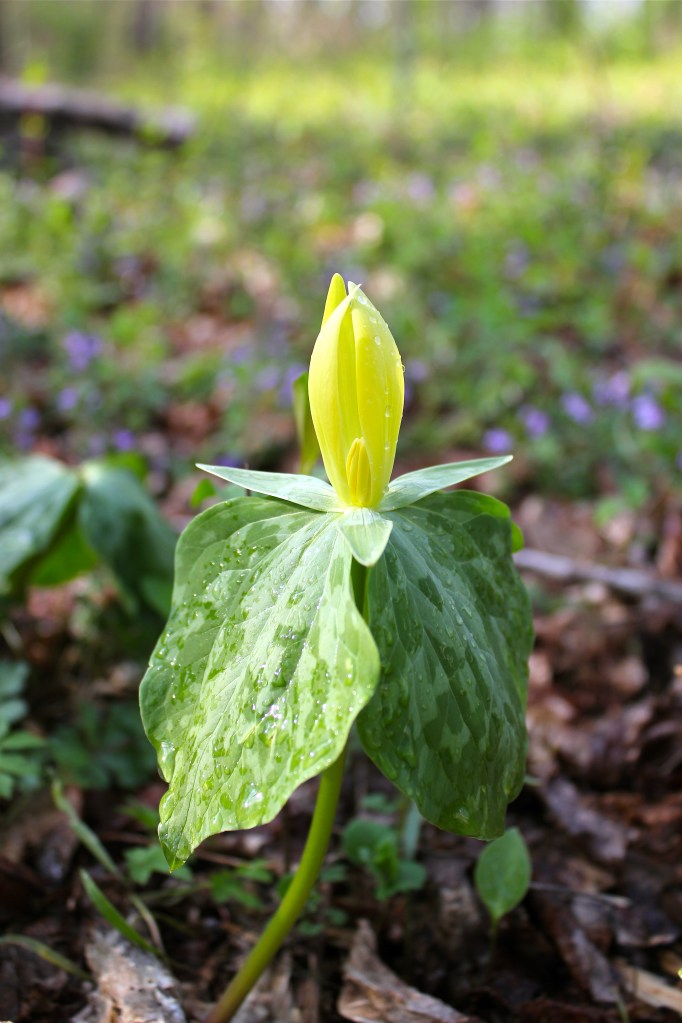 yellow trillium in full bloom