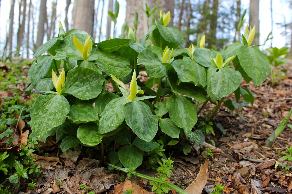 a cluster of trillium flowers