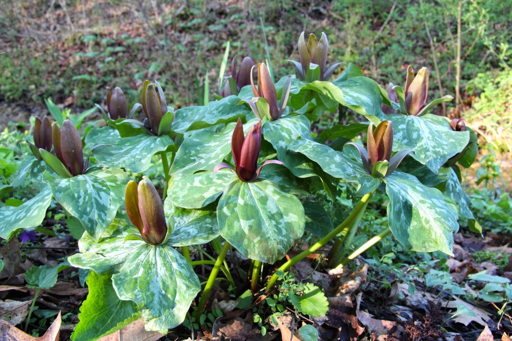 Trillium sessile