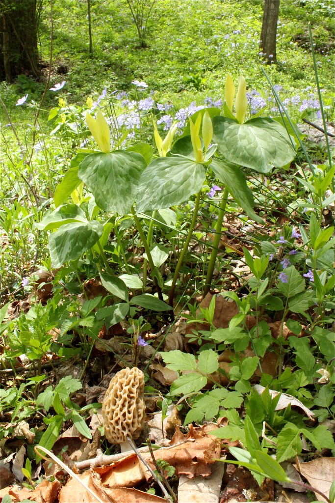 Morels VIRGINIA WILDFLOWERS