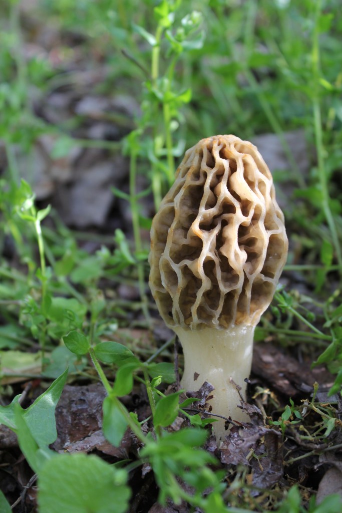 Morels VIRGINIA WILDFLOWERS
