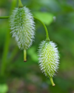 seed pods of the wood poppy