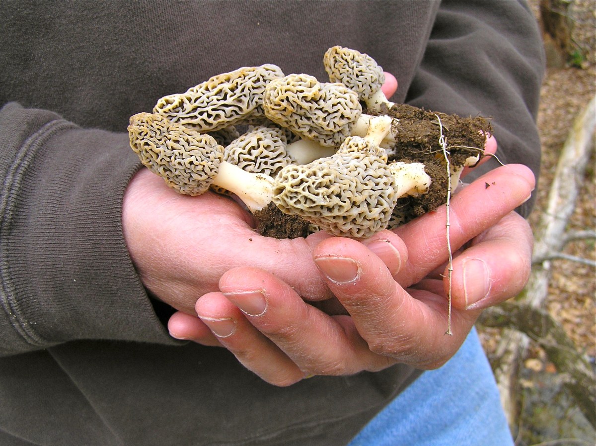 Morels VIRGINIA WILDFLOWERS