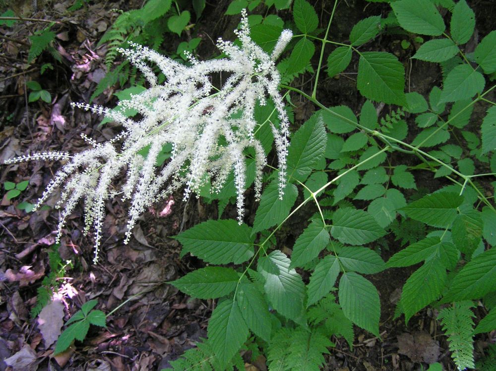 Goatsbeard in bloom at Fall's Ridge Preserve (late May)