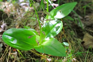 Twayblade orchid (Pandapas area)