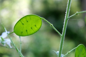the seedpod of honesty