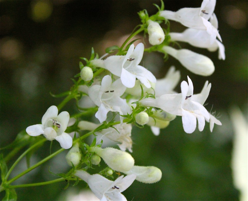 foxglove beardtongue