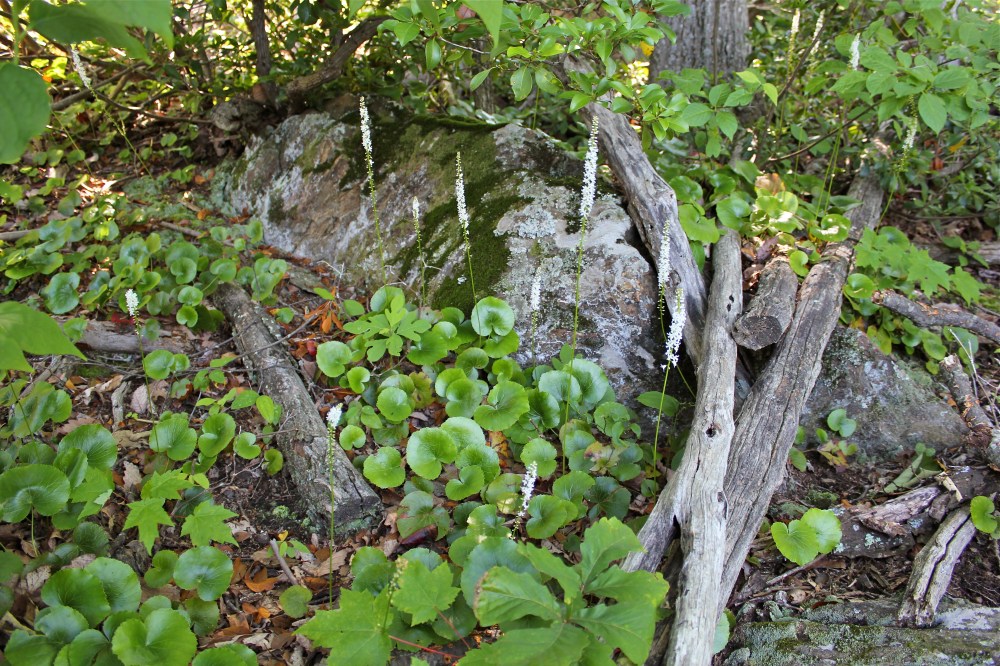 galax plants in bloom at Primland