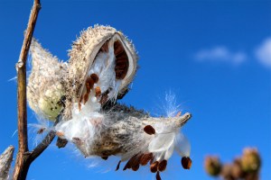 milkweed pods