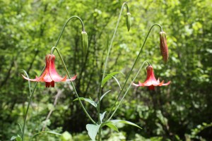 Canada Lily