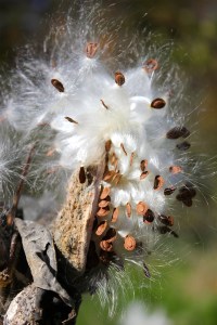 Milkweed seeds in October
