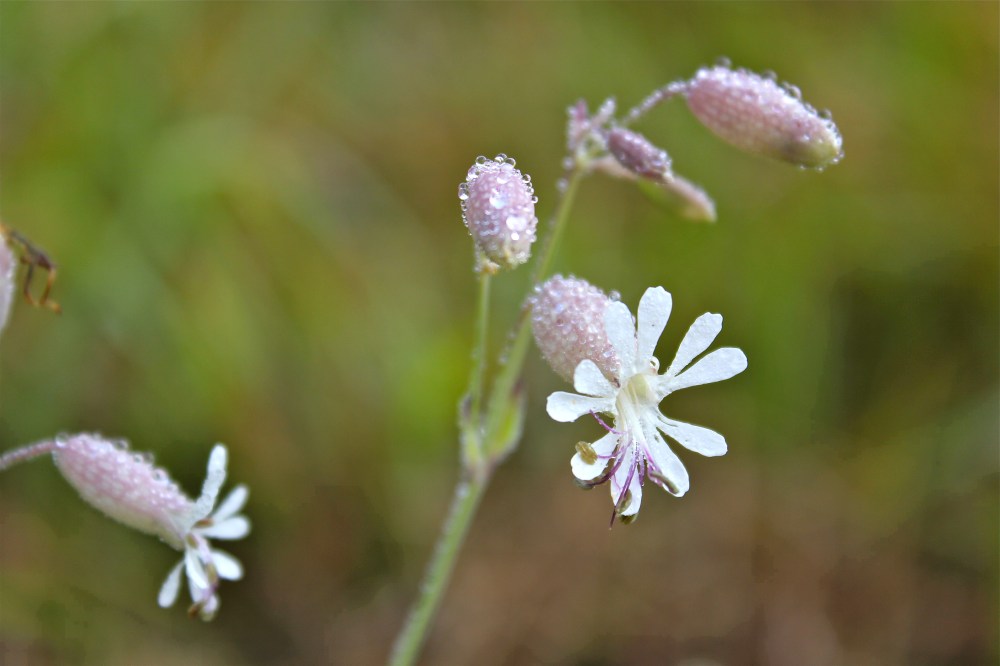 bladder campion