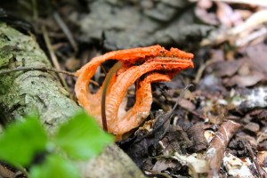 Stinkhorn