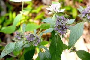 Mountain Mint