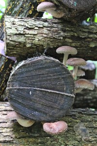 shiitakes growing on oak logs: the third fruiting period 16 months from the start