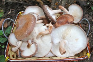 fresh shiitakes