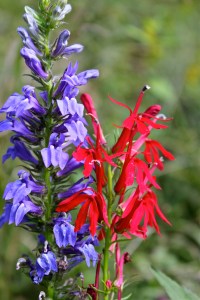 Great Blue Lobelia with Cardinal Flower
