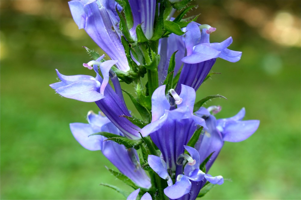 Great Blue Lobelia
