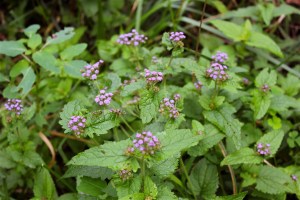 Mist Flower or Wild Ageratum