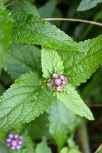 Mist Flower or Wild Ageratum