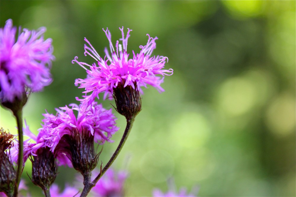 ironweed