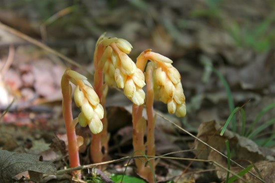 Pinesap in late July