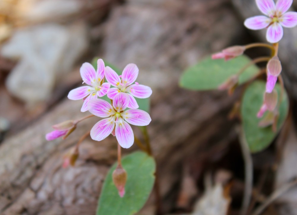 Spring Beauty, Claytonia caroliniana