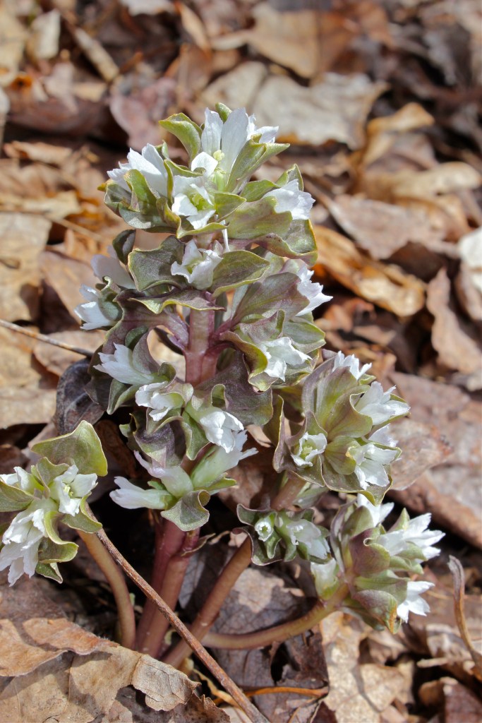 Virginia Pennywort
