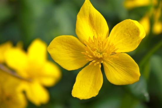 Marsh Marigold