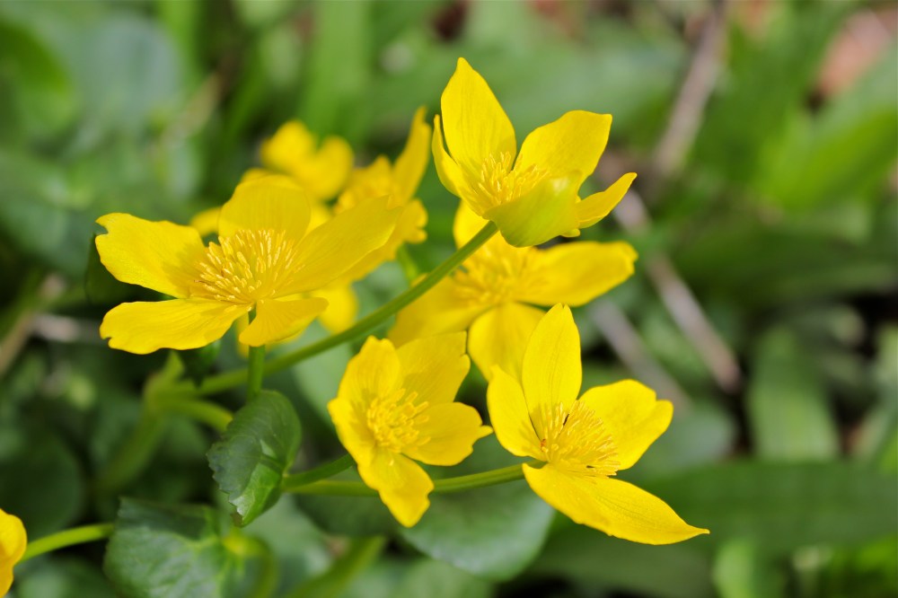 Marsh Marigold