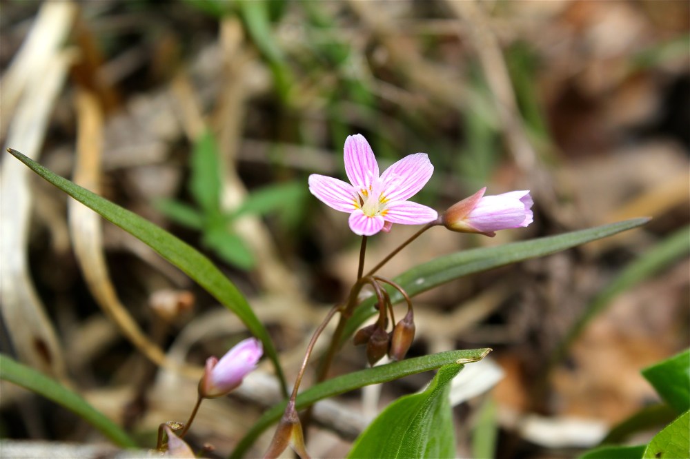 Spring Beauty, Claytonia virginica
