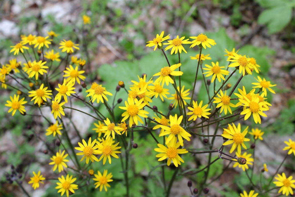 Flowers of Golden Ragwort, Senecio aureus