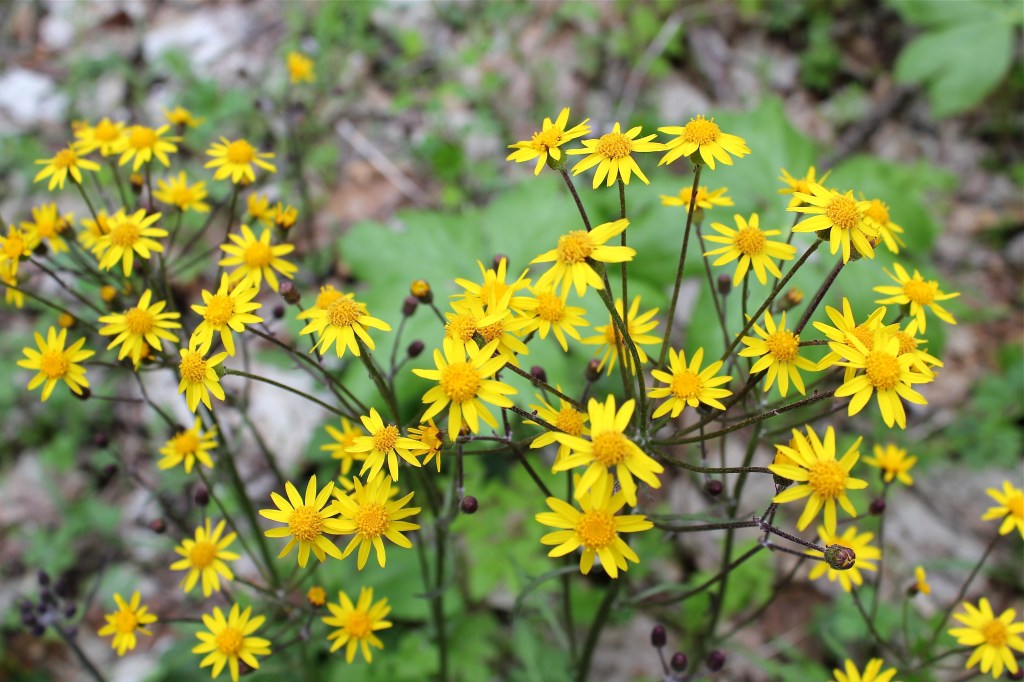 Golden Ragwort – VIRGINIA WILDFLOWERS