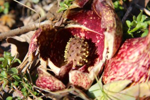 The spadix with small flowers