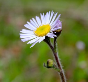 Robin's Plantain: the hairy nature of the plant earned it the name 