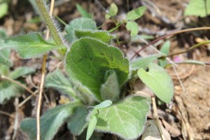 The hairy leaves of Robin's Plantain
