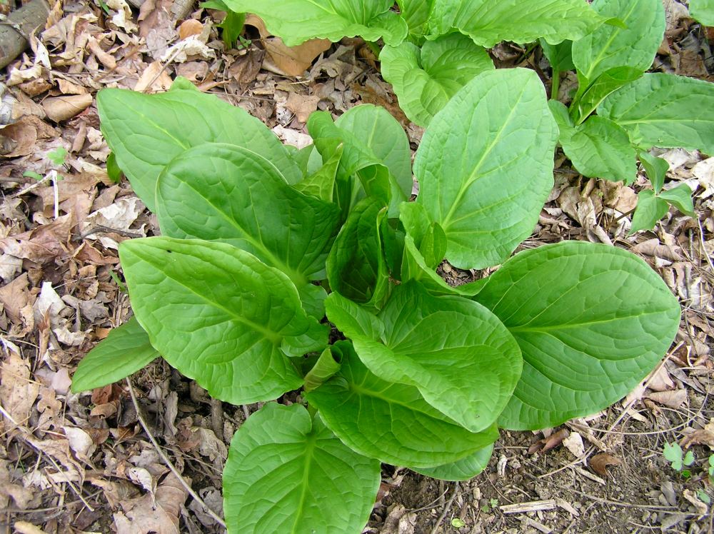 Skunk cabbage