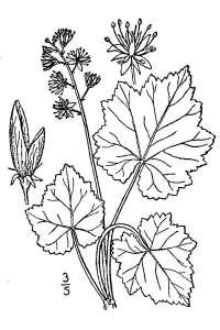 foamflower