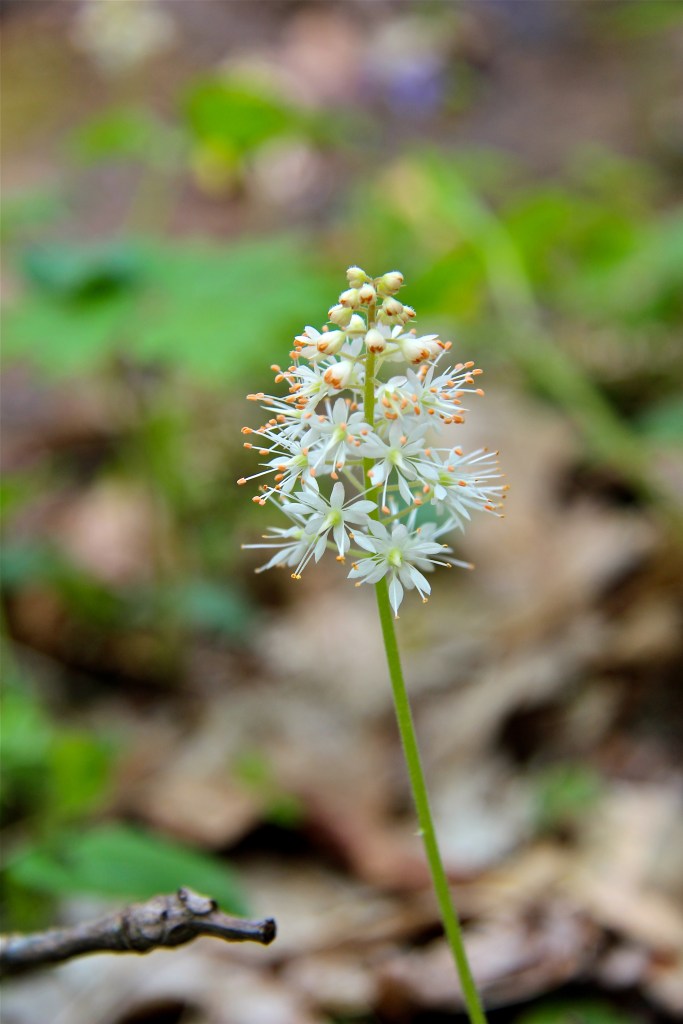 Tiarella cordifolia, Foamflower