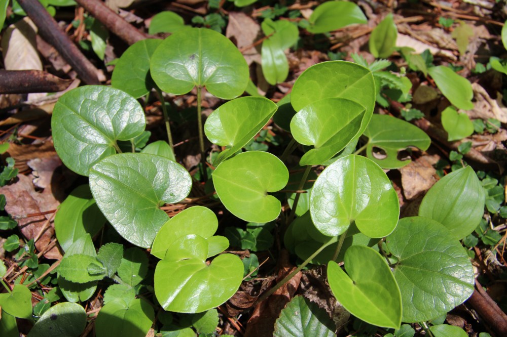 Virginia Heartleaf
