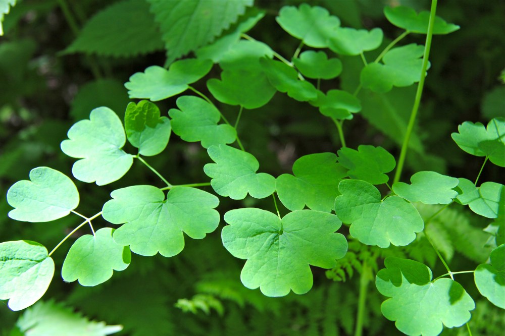 Meadow Rue foliage