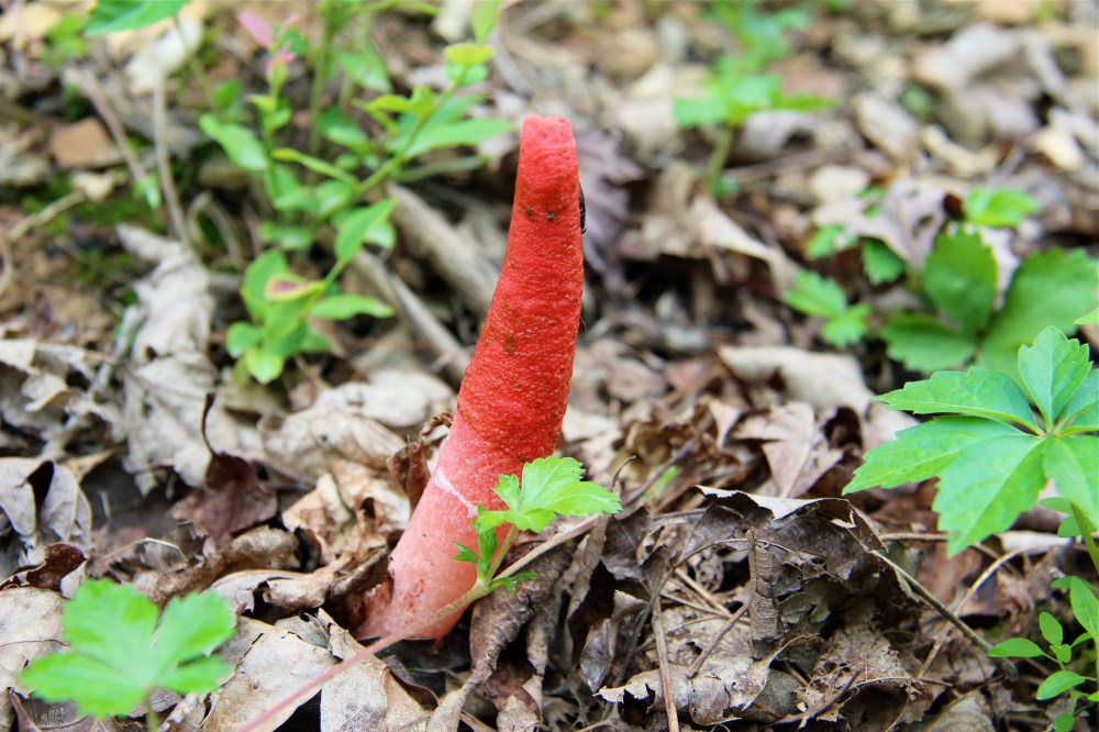 Stinkhorn