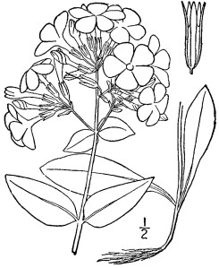 phlox_latifolia