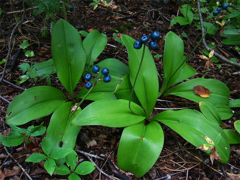 The blue-bead fruit of Yellow Clintonia; image courtesy of the Fungus Guy (Wikimedia)
