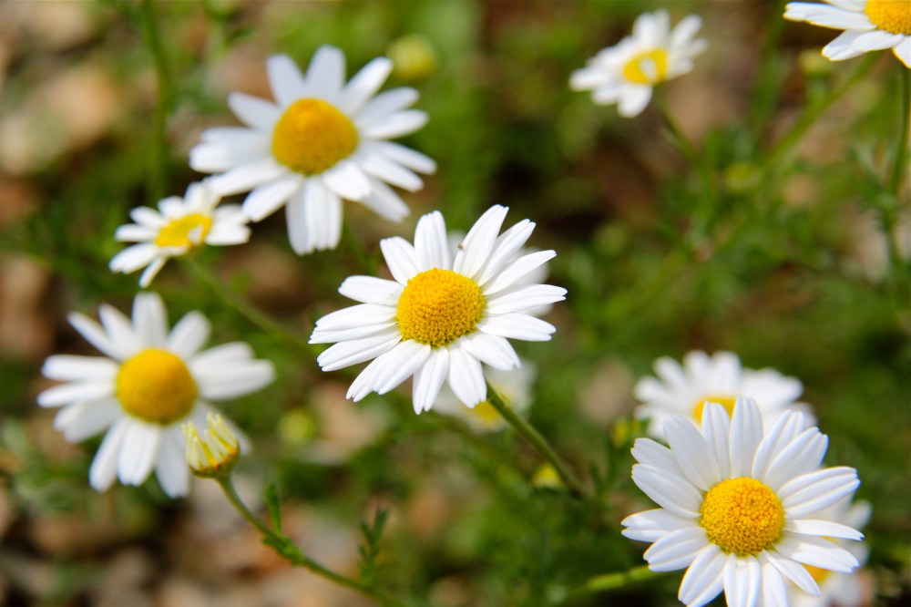 Chamomile