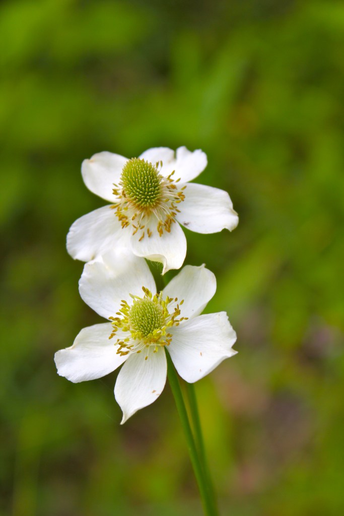 Thimbleweed