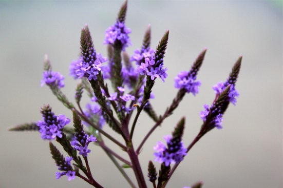 Blue Vervain