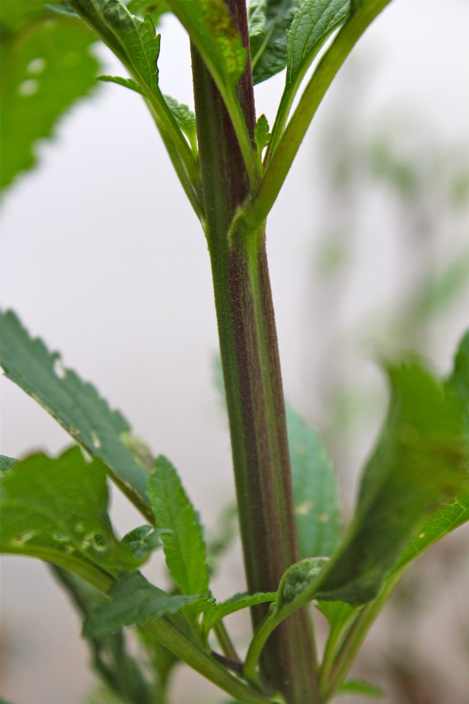 The stem is 4-sided and grooved